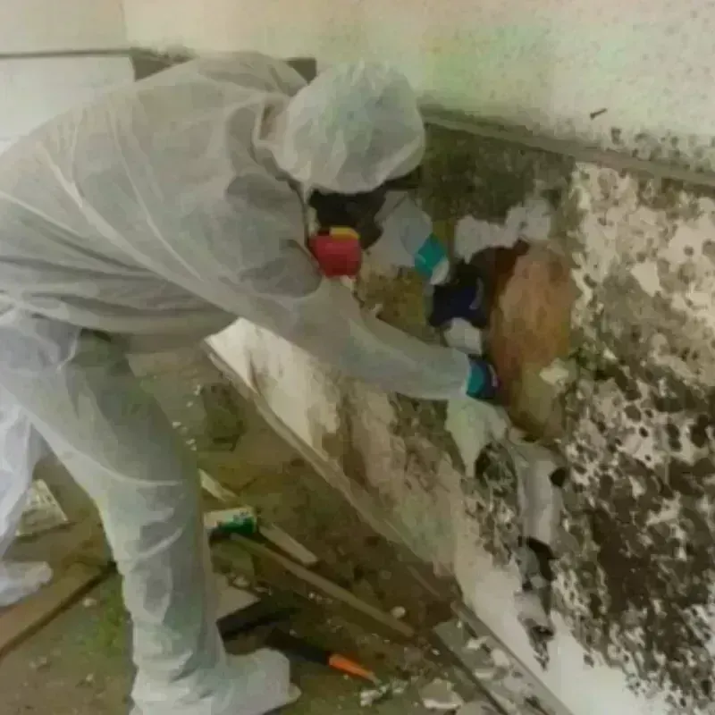 Mold Remediation and Removal in Elmore, OH